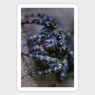 Teeny-Tiny Dark Jumping Spider Macro Photograph Magnet